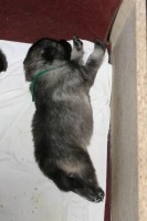 /album/fotogalerie-ambi-alias-zeleny/nemecky-vlci-spic-zeleny-851-jpg/